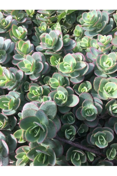 Очиток гібридний Лайм Зінгер